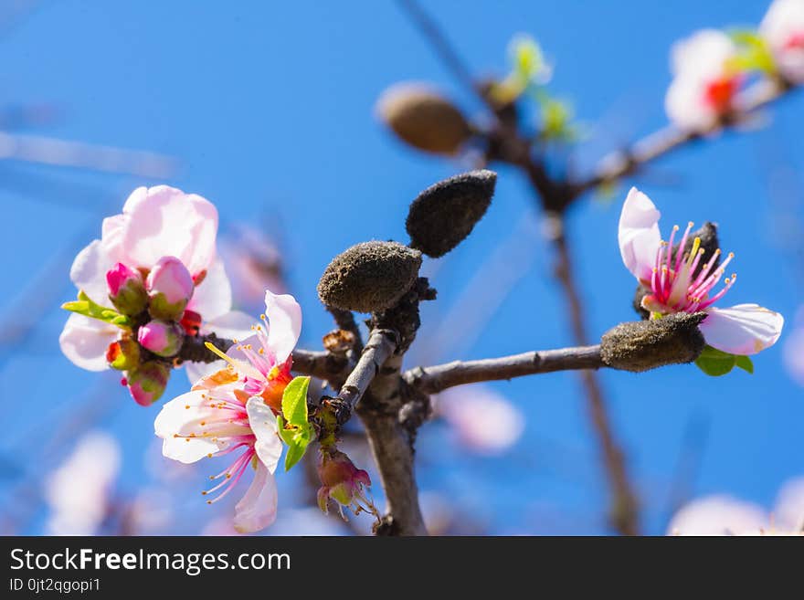 Pink blossoms on a almond tree branch close-up with blue sky.