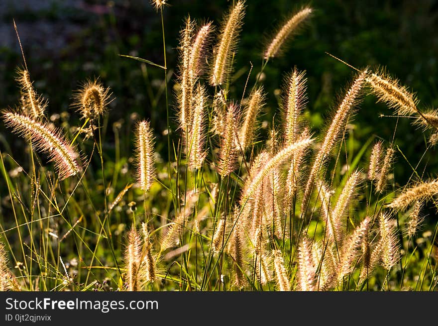 Grass flower in sunlight