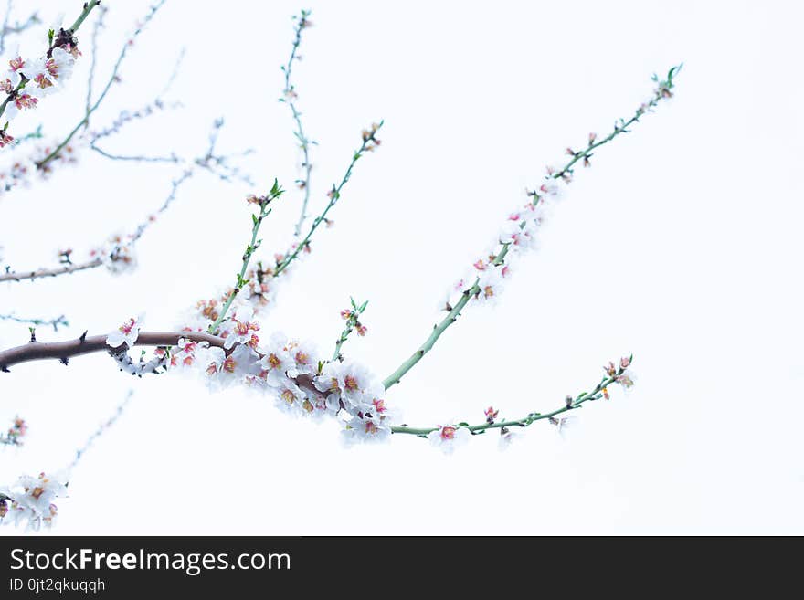 Bright soft pink blossoms on an almond tree branch close-up on white background. Bright soft pink blossoms on an almond tree branch close-up on white background.