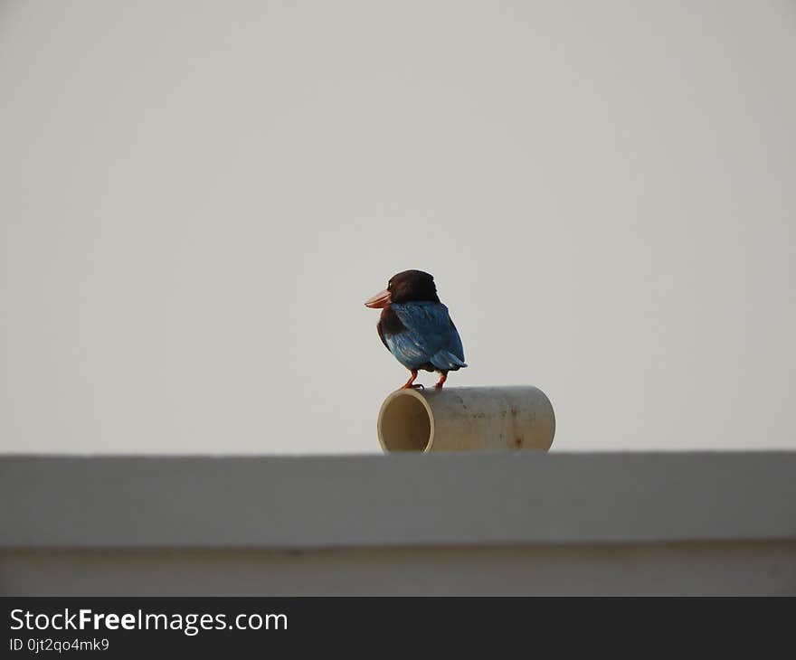 White-throated Kingfisher also called as Halcyon smyrnensis, Pelargopsis capensis blue wings in its native environment. India. White-throated Kingfisher also called as Halcyon smyrnensis, Pelargopsis capensis blue wings in its native environment. India.