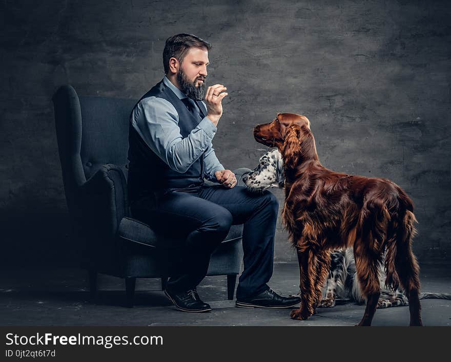 Bearded male and two Irish setter dogs.