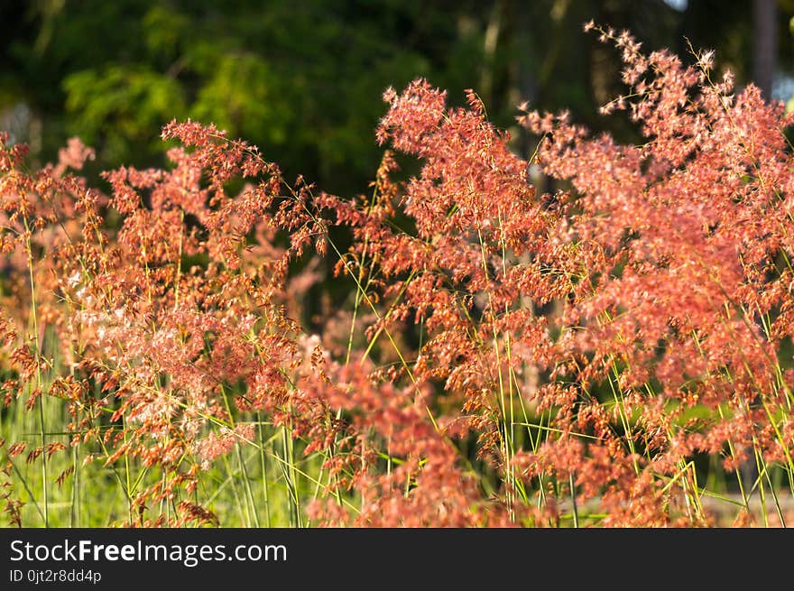 Grass Flower In Sunlight