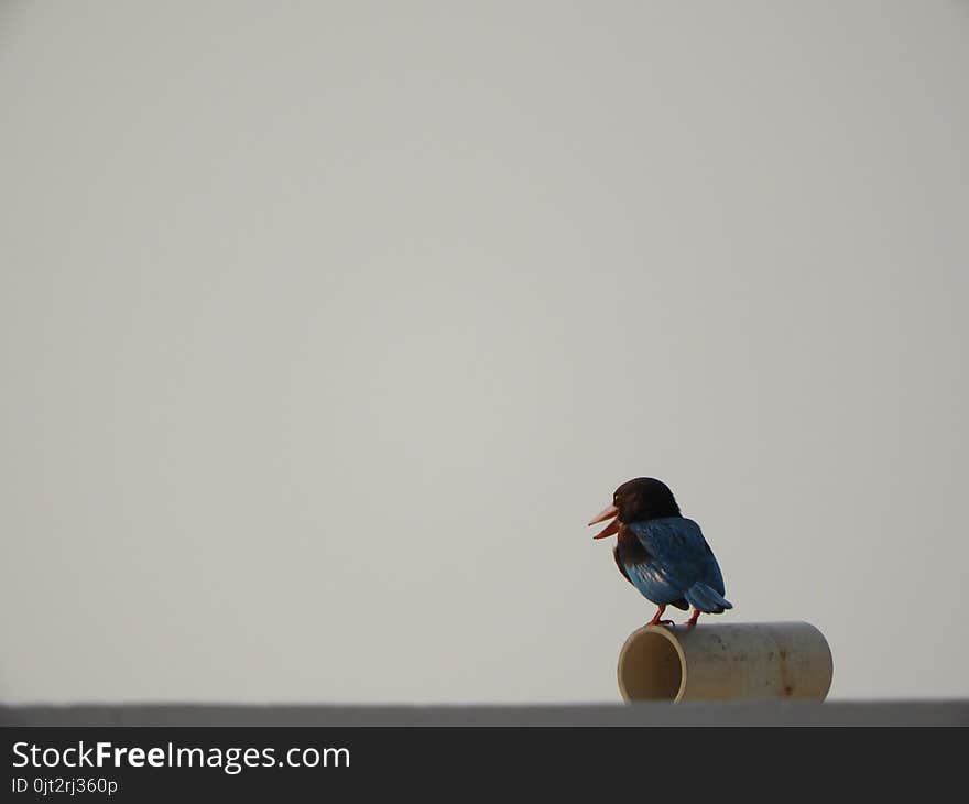 White-throated Kingfisher also called as Halcyon smyrnensis, Pelargopsis capensis blue wings in its native environment. India. White-throated Kingfisher also called as Halcyon smyrnensis, Pelargopsis capensis blue wings in its native environment. India.