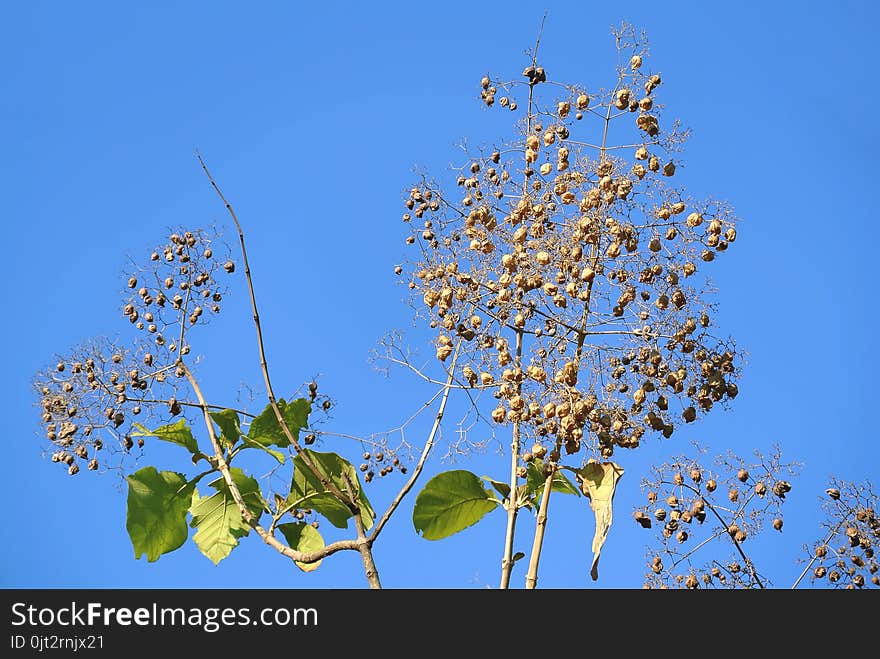 Tree with Large Green Leaves and Small Yellow Leaf Calyx