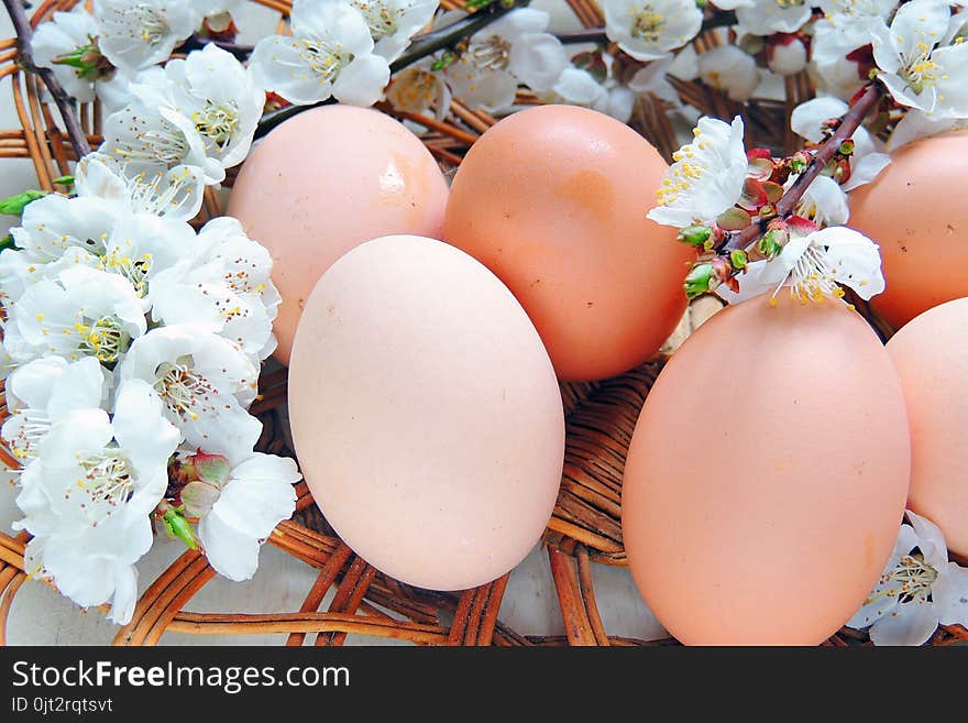 Easter Eggs And Cherry Twigs