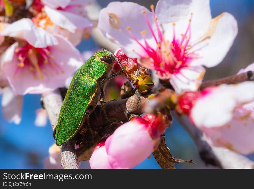 Pink blossoms on a almond tree branch close-up with an insect.