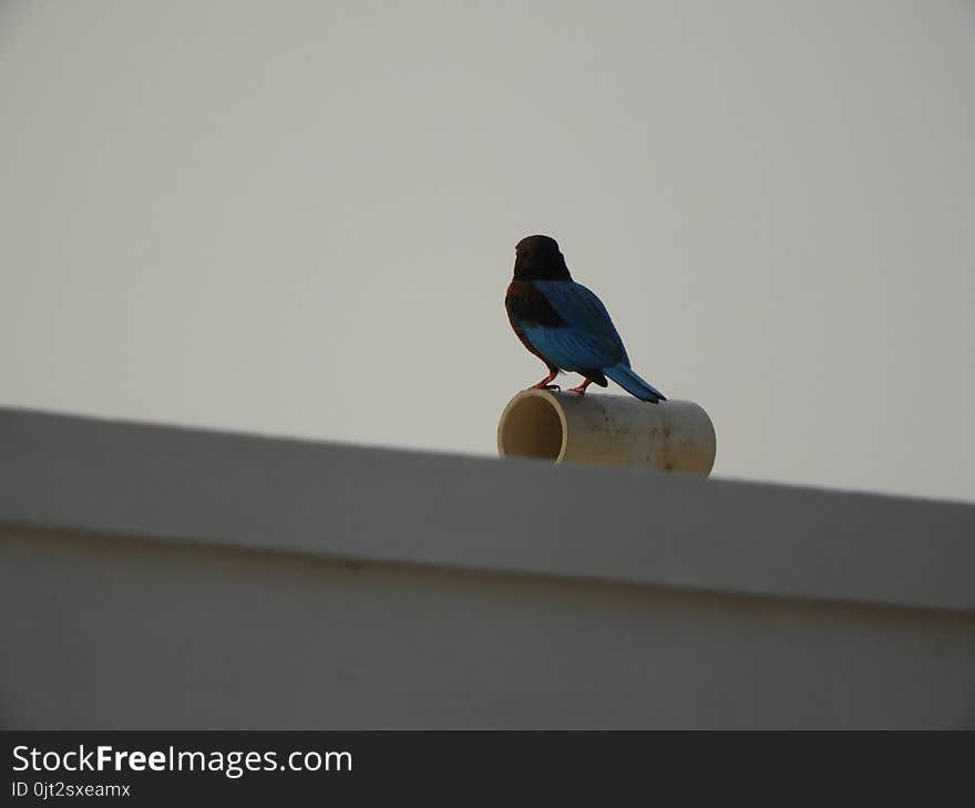 White-throated Kingfisher also called as Halcyon smyrnensis, Pelargopsis capensis blue wings in its native environment. India. White-throated Kingfisher also called as Halcyon smyrnensis, Pelargopsis capensis blue wings in its native environment. India.