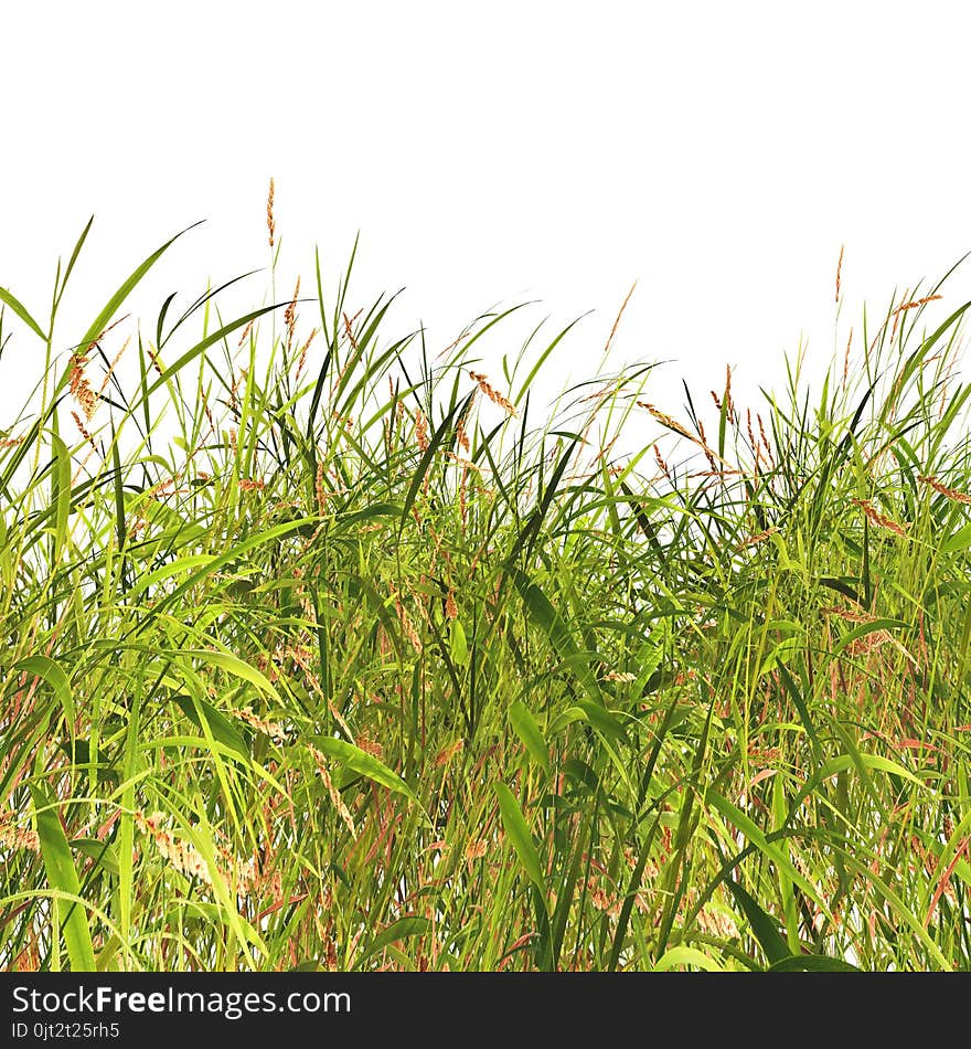 3D grass and weeds on a white background