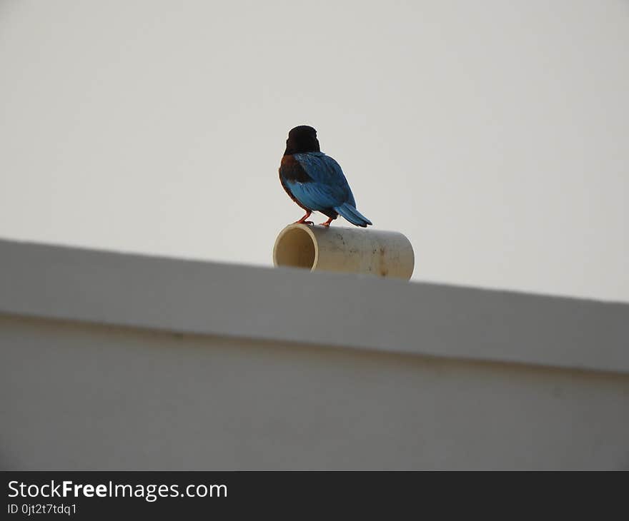 White Throat Kingfisher