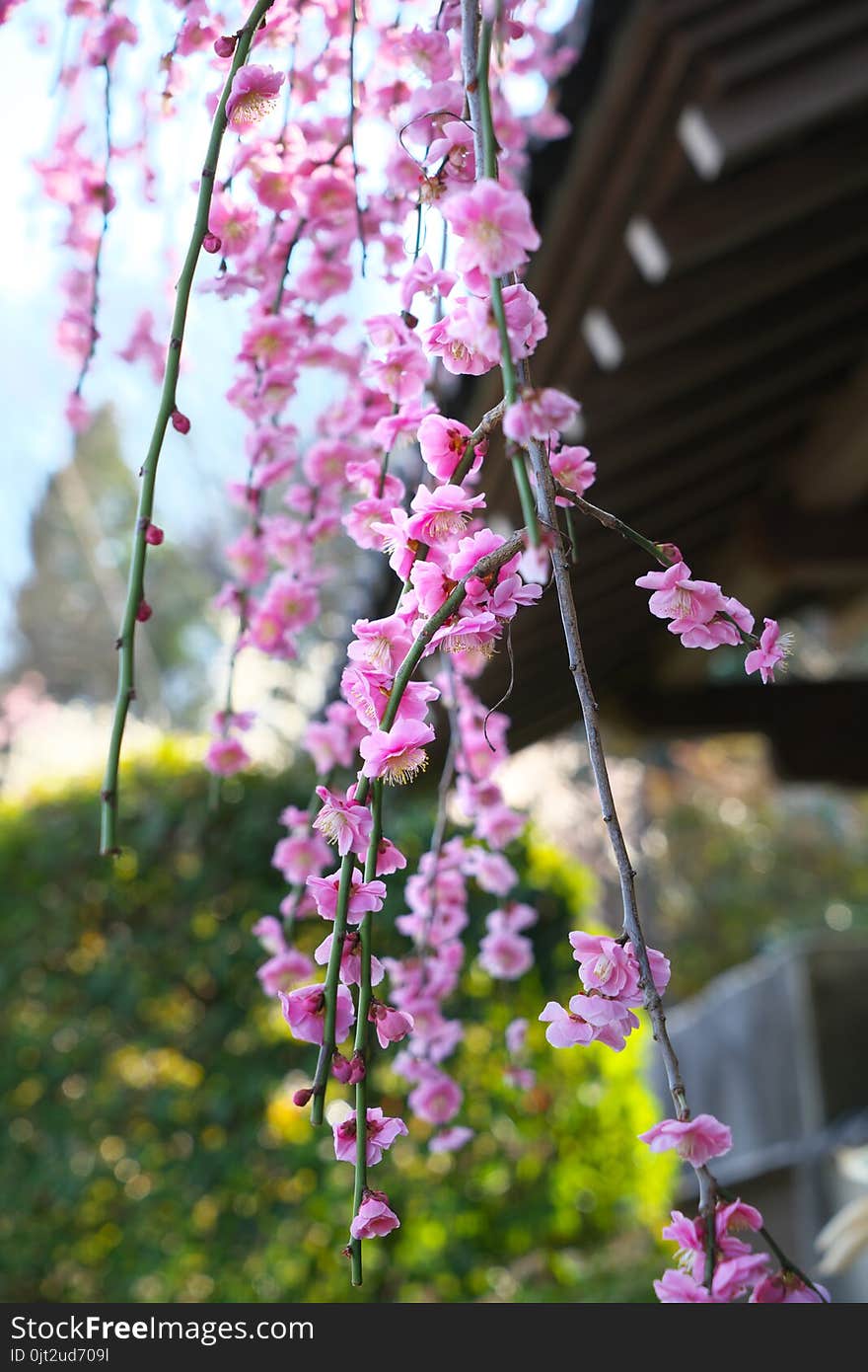 Pink Ume blossom or Plum blossom, harbinger of the arrival of spring in Japan