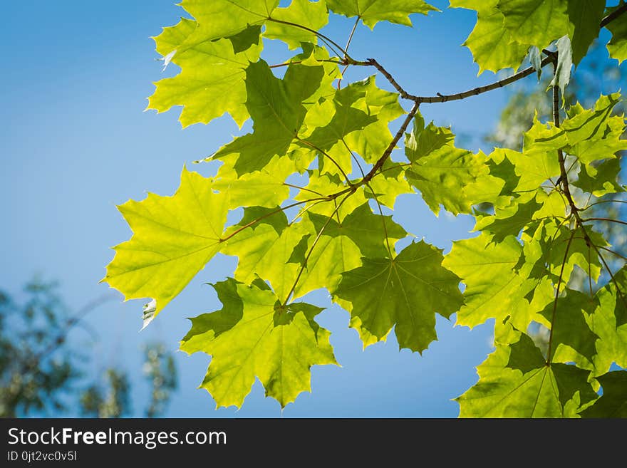 Fresh Green Maple Leaves