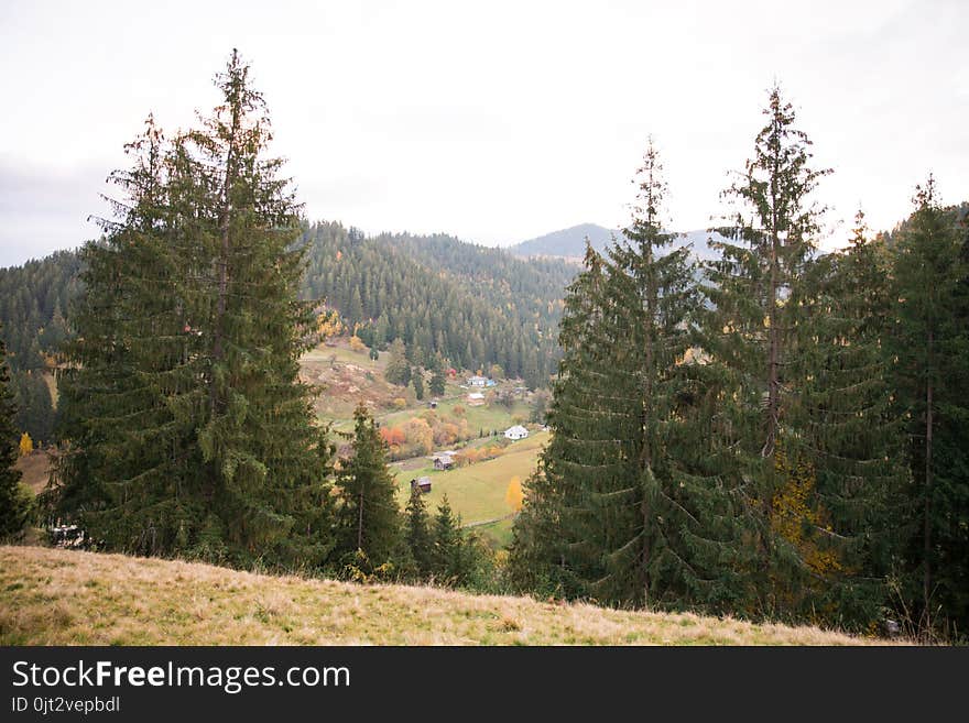 A view to Carpathian Mountains through some green Christmas trees. Small country houses in the background. View