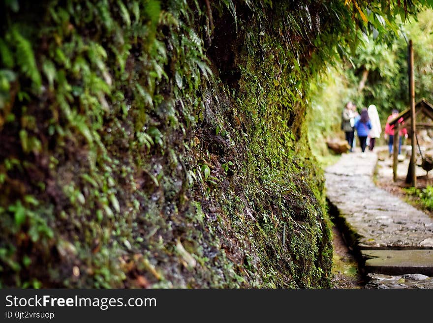 The beautiful nature along walkway at Sapa, Veitnam.