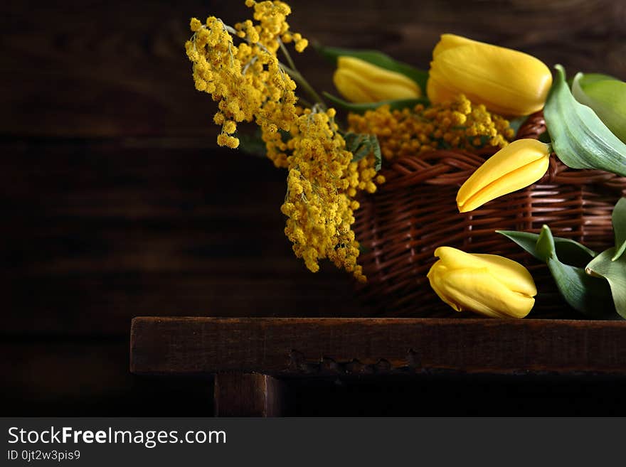 Mimosa and yellow tulips in wicker basket. Mimosa and yellow tulips in wicker basket