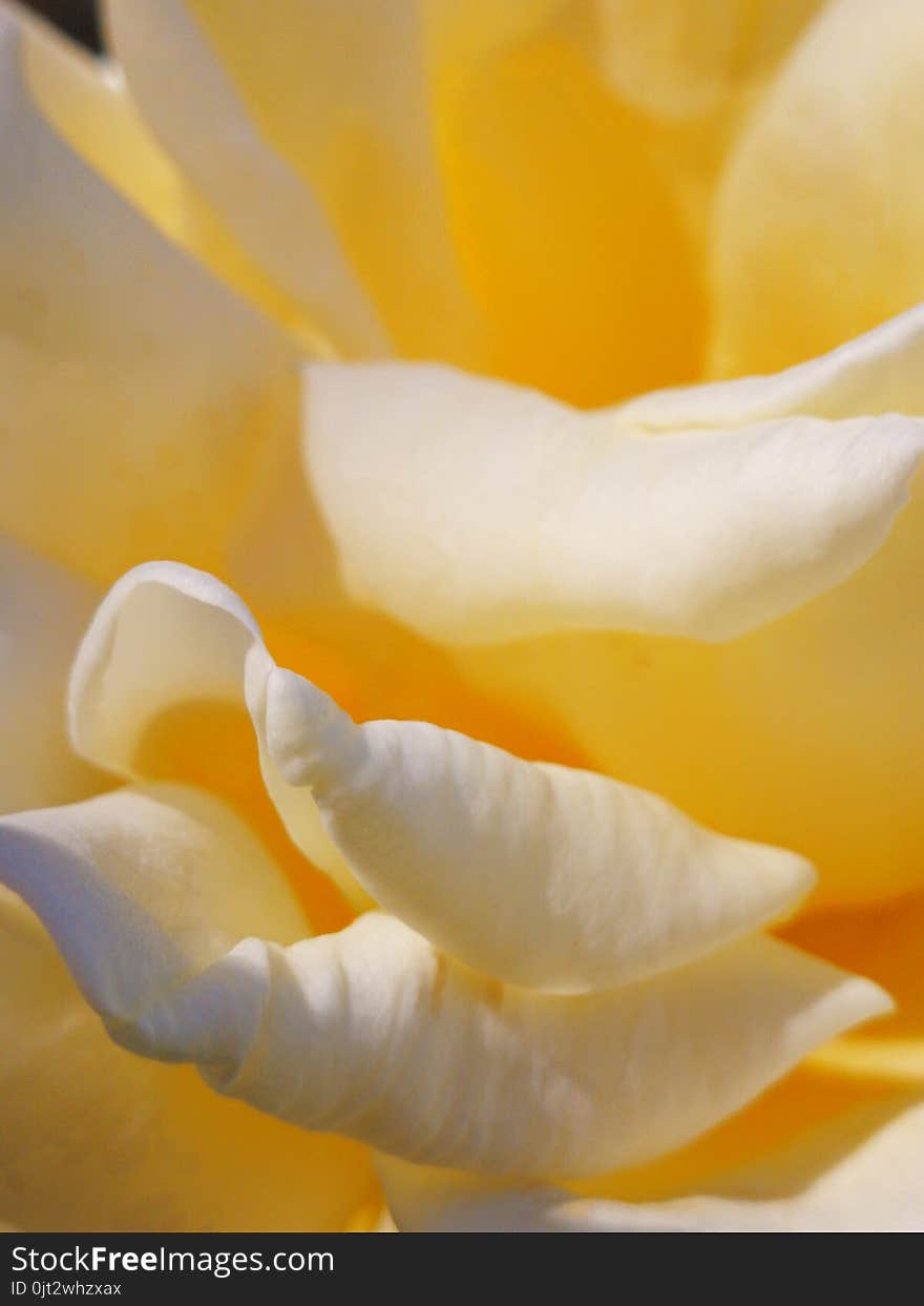 Yellow Rose