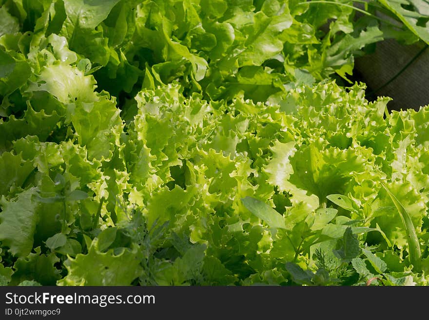 Growing lettuce, fresh green salad leaves in the garden. Growing lettuce, fresh green salad leaves in the garden.