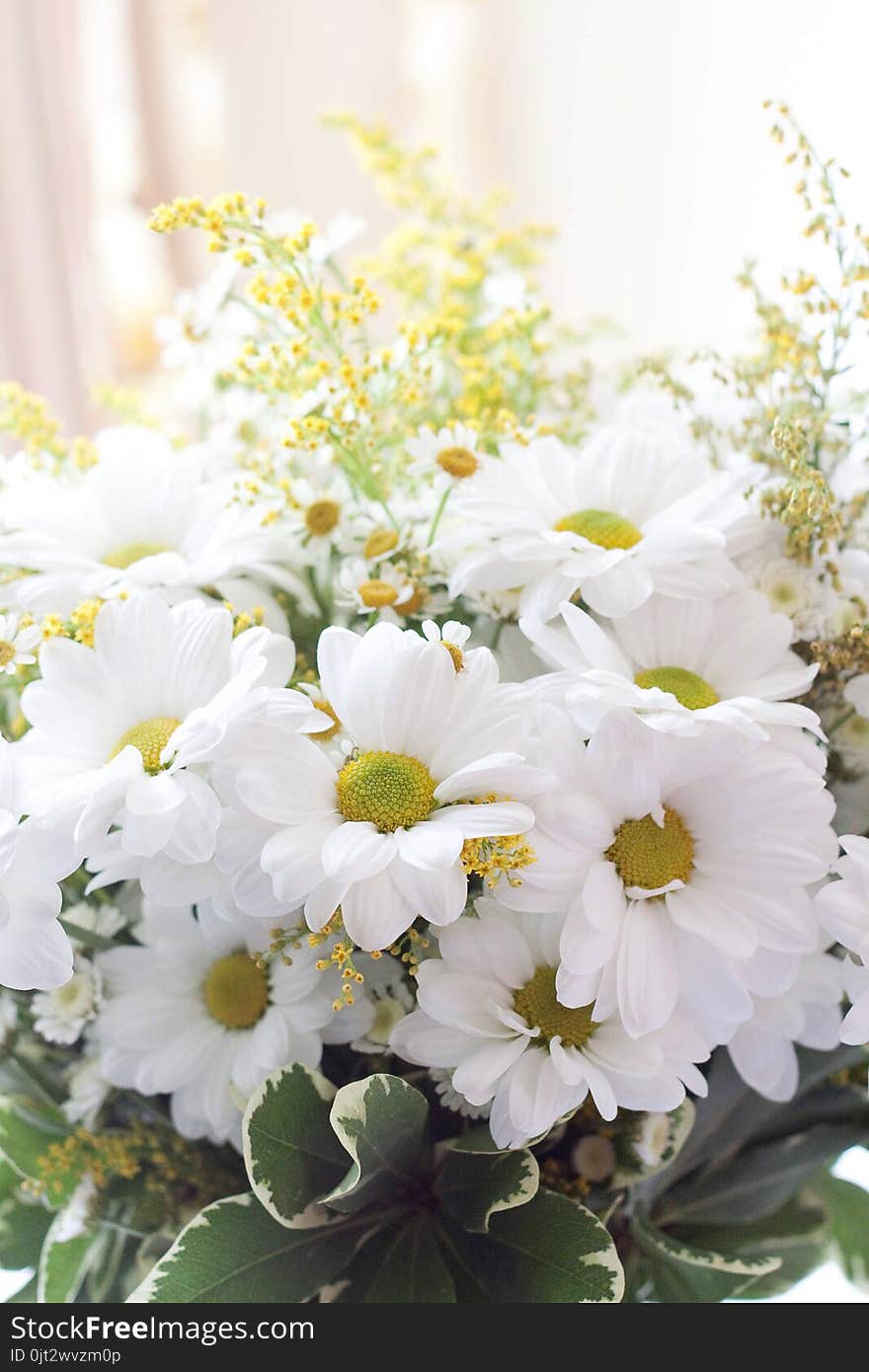 Bouquet of daisies,chamomile, delicate, summer in home