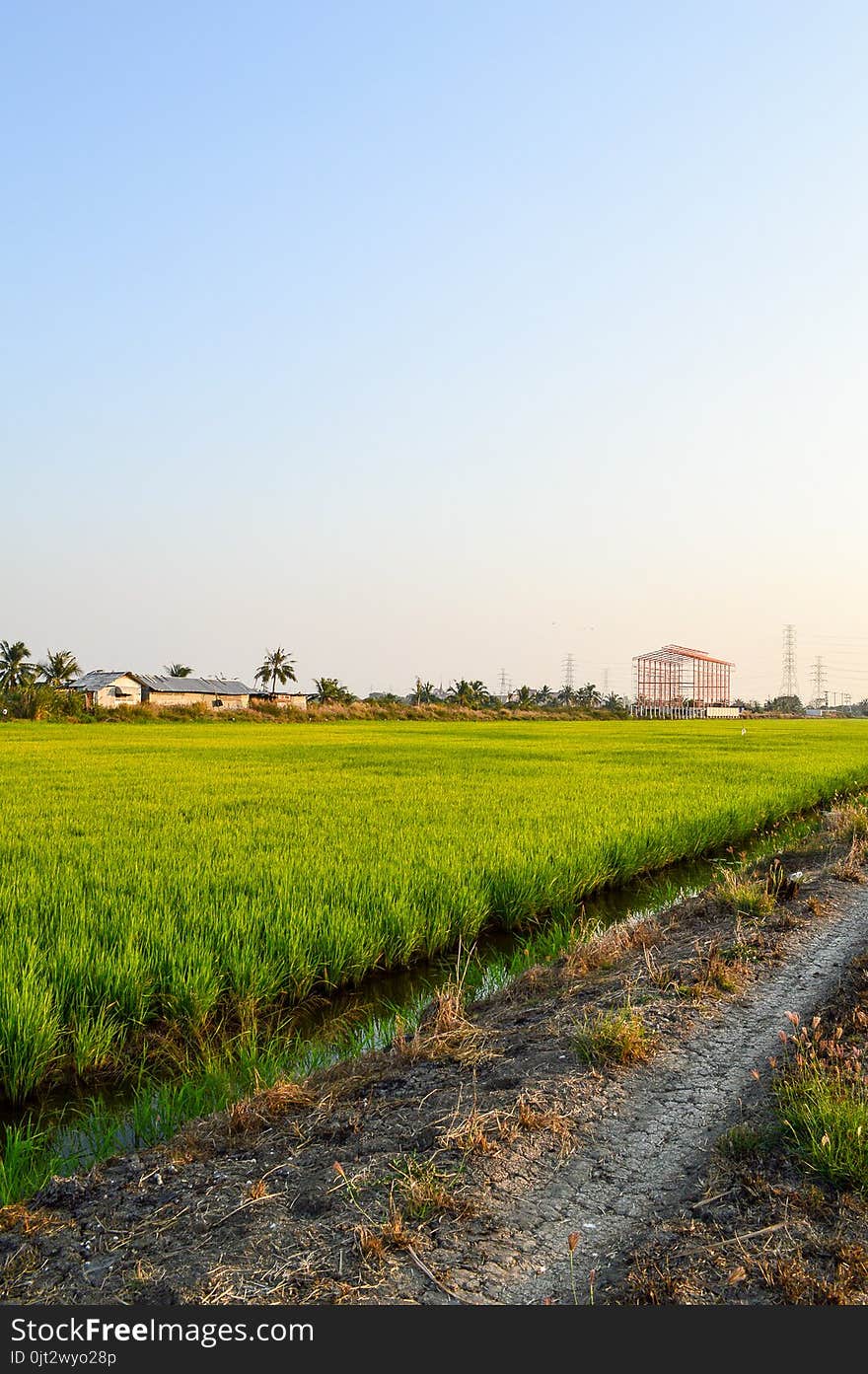 Green rice tree in country Thailand