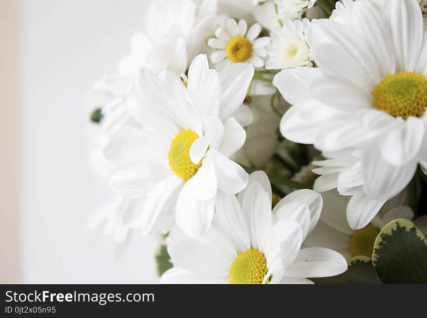 Close-up of large decorative daisies in bouquet on white background