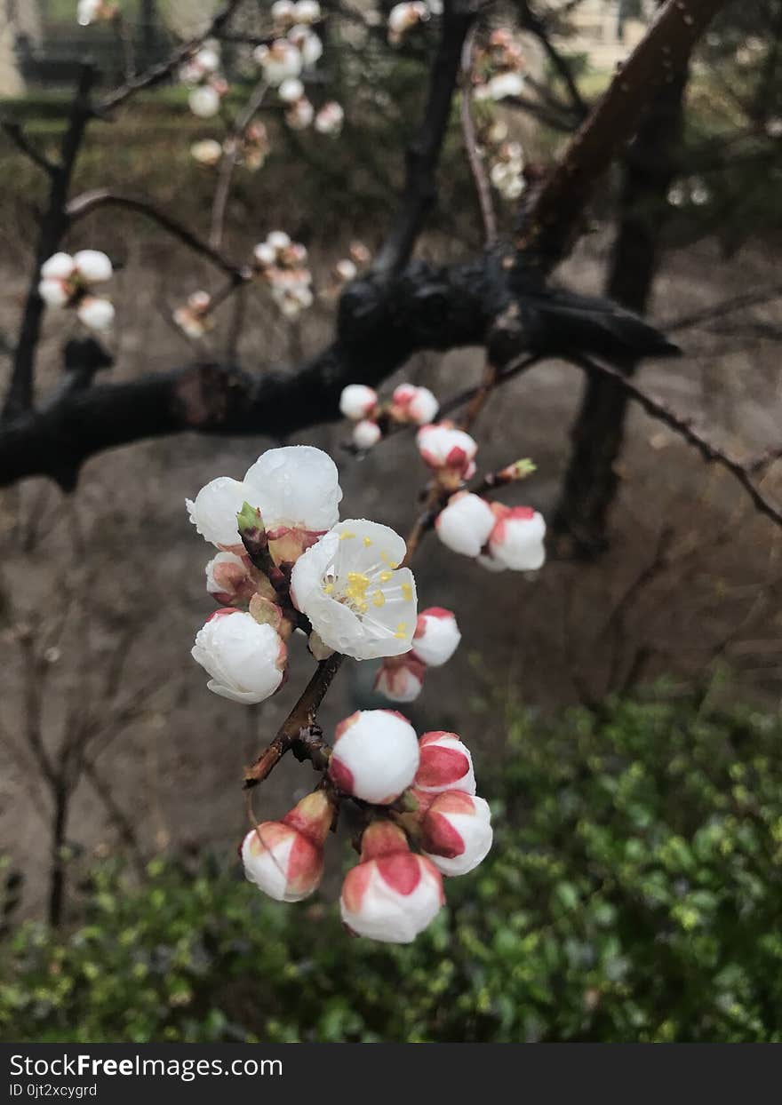 Cherry blossoms