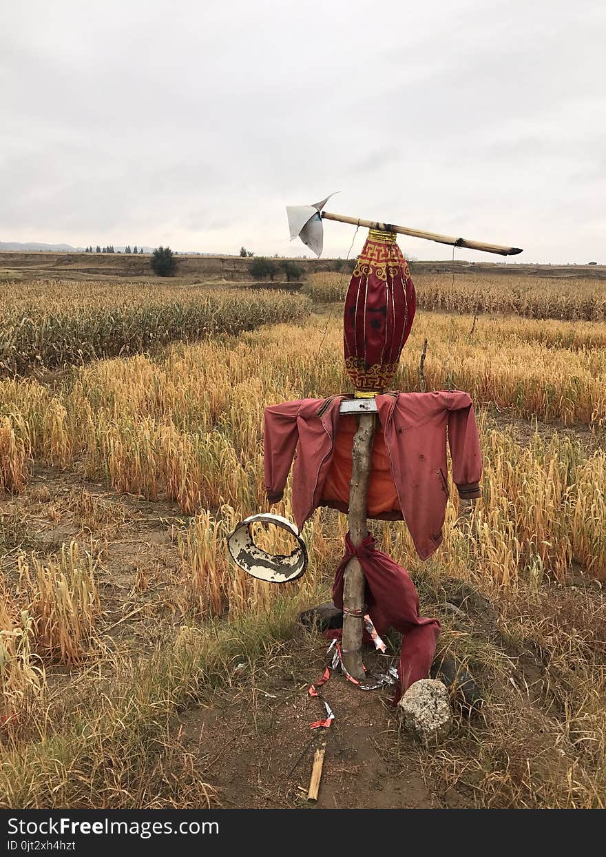 Scarecrow in the corn field