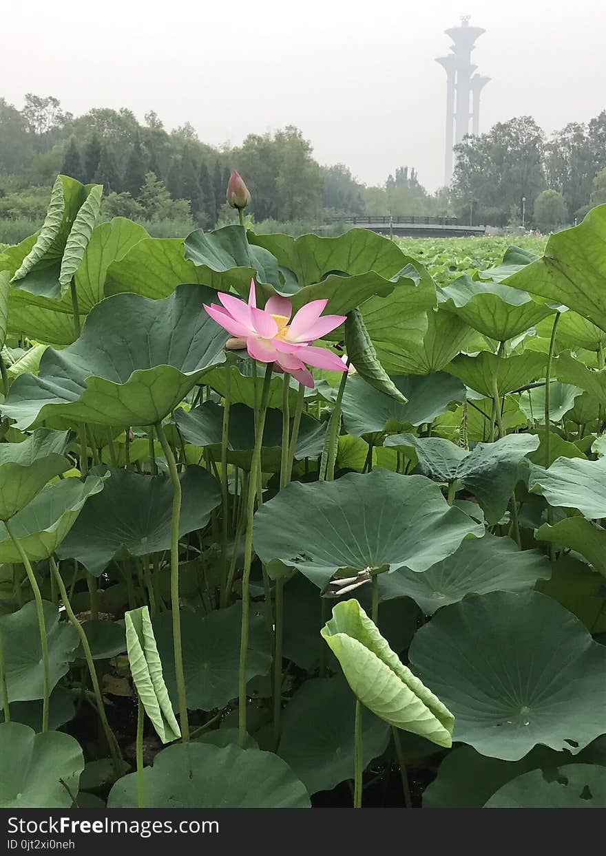 Lotus pound in Olympic forest park, Beijing. Lotus pound in Olympic forest park, Beijing