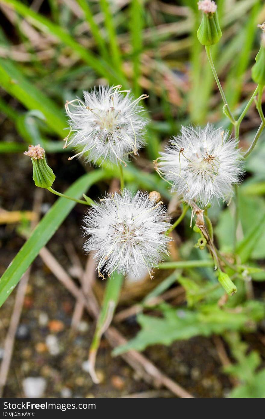 Grass flower in nature garden