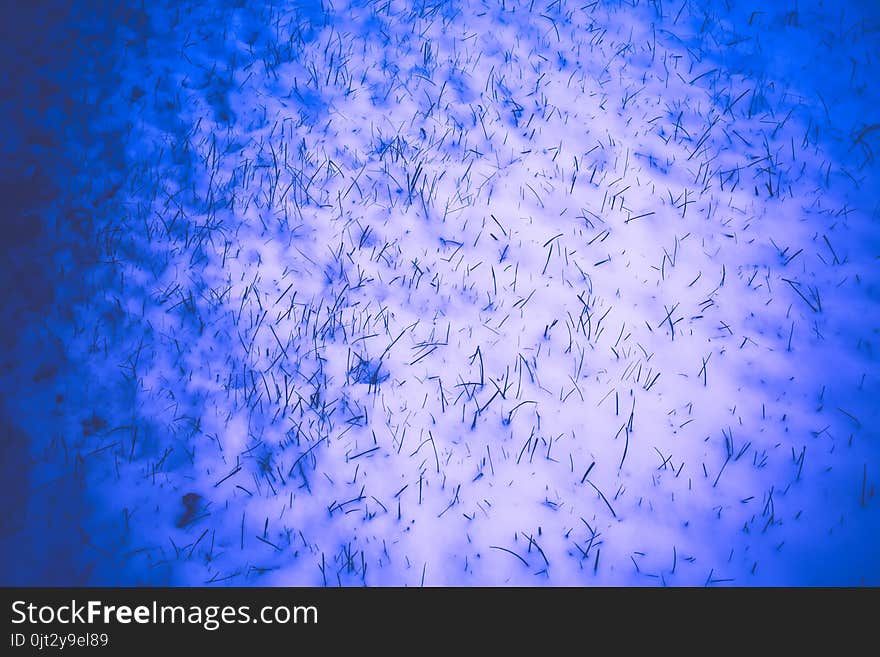 Green Grass under Snow