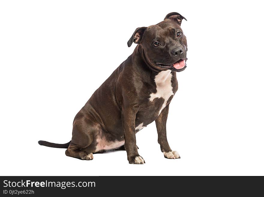 Cute pitbull dog with opened mouth lying isolated on white background