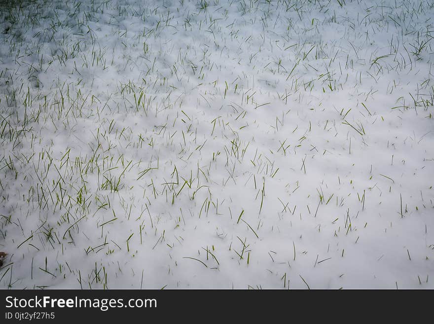 Green Grass Under Snow