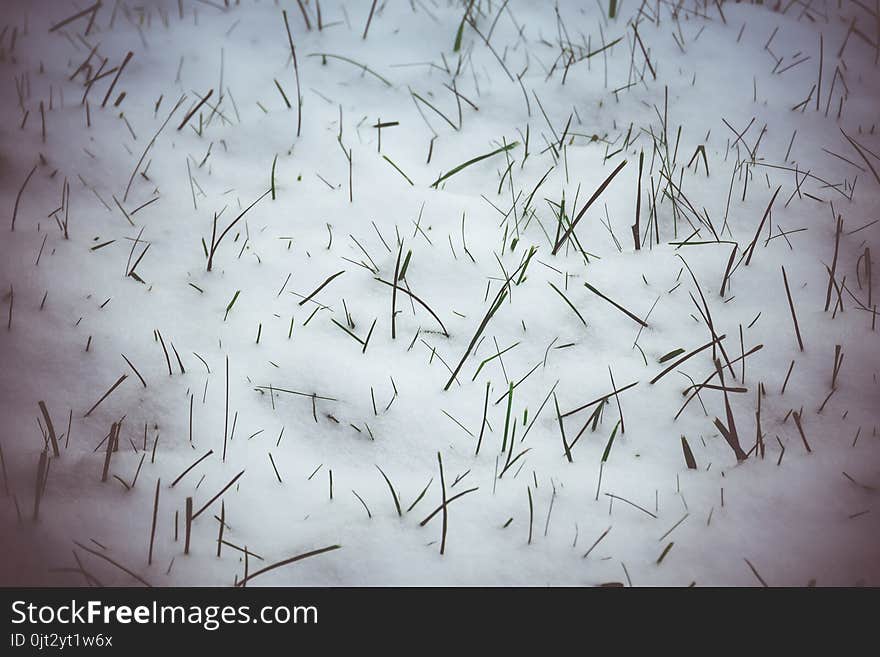 Green Grass under Snow