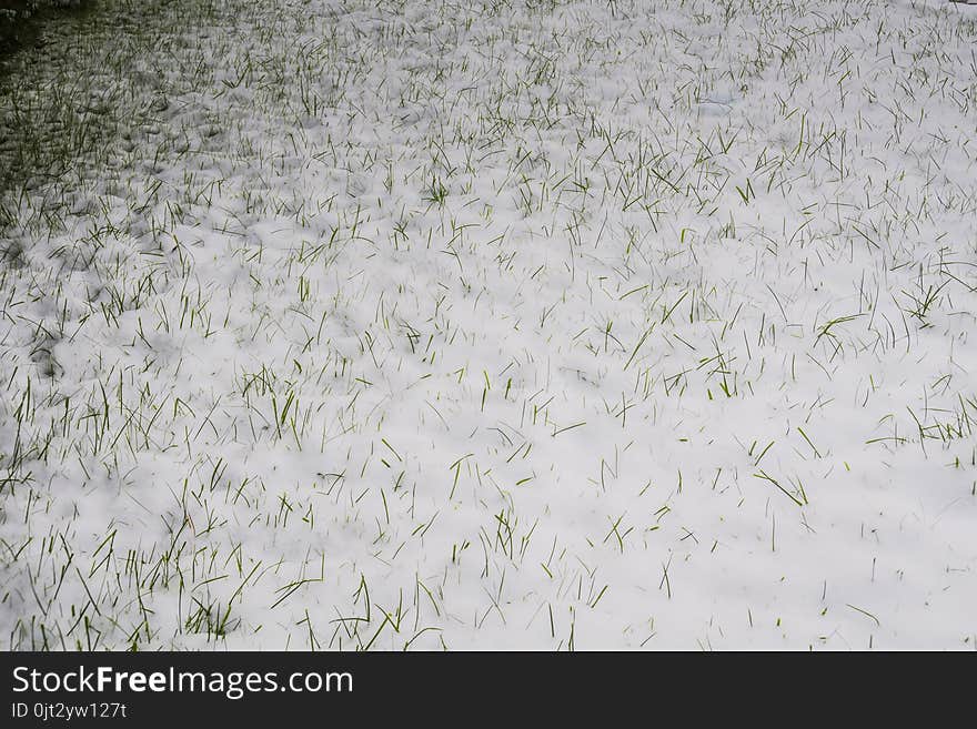 Fresh green grass covered by white snow. Fresh green grass covered by white snow.