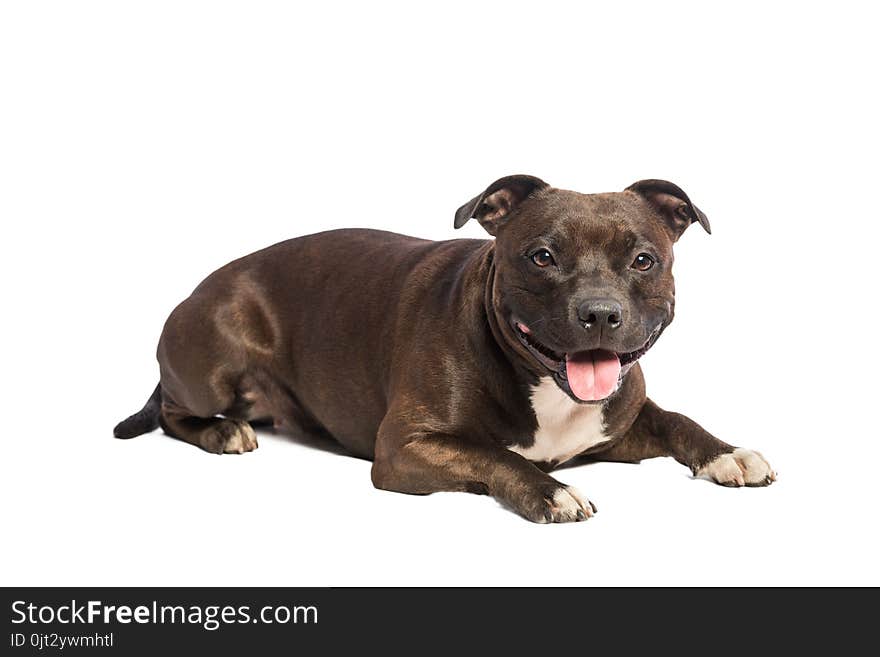 Cute pitbull dog with opened mouth lying isolated on white background