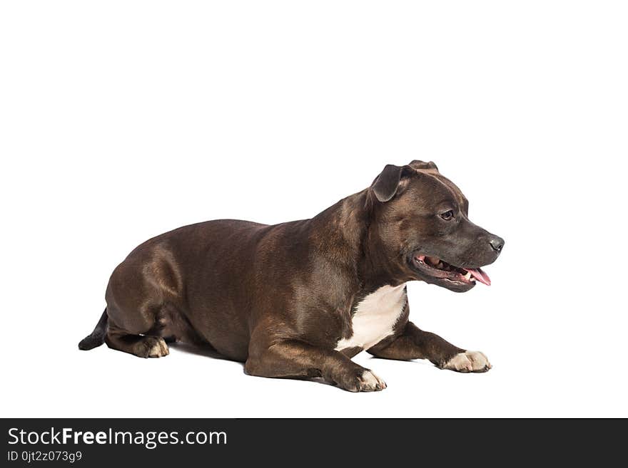 Cute pitbull dog with opened mouth lying isolated on white background