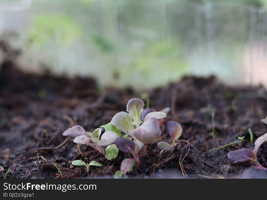 Small Seedlings Green And Red Oak Leaf Salad Vegetable