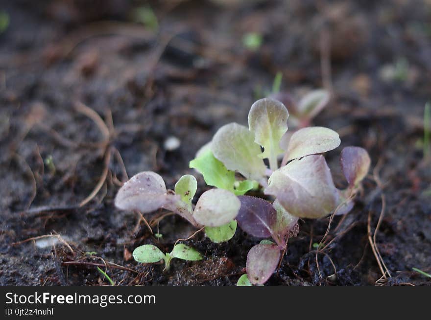 Small seedlings green and red oak leaf salad vegetable growing in cultivation tray with blurred background