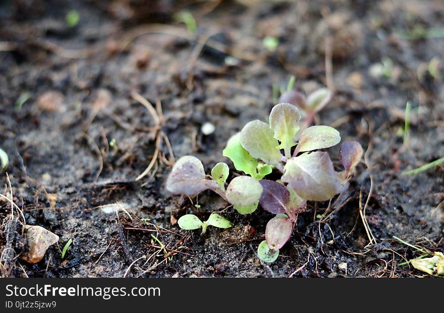 Small seedlings green and red oak leaf salad vegetable growing in cultivation tray with blurred background