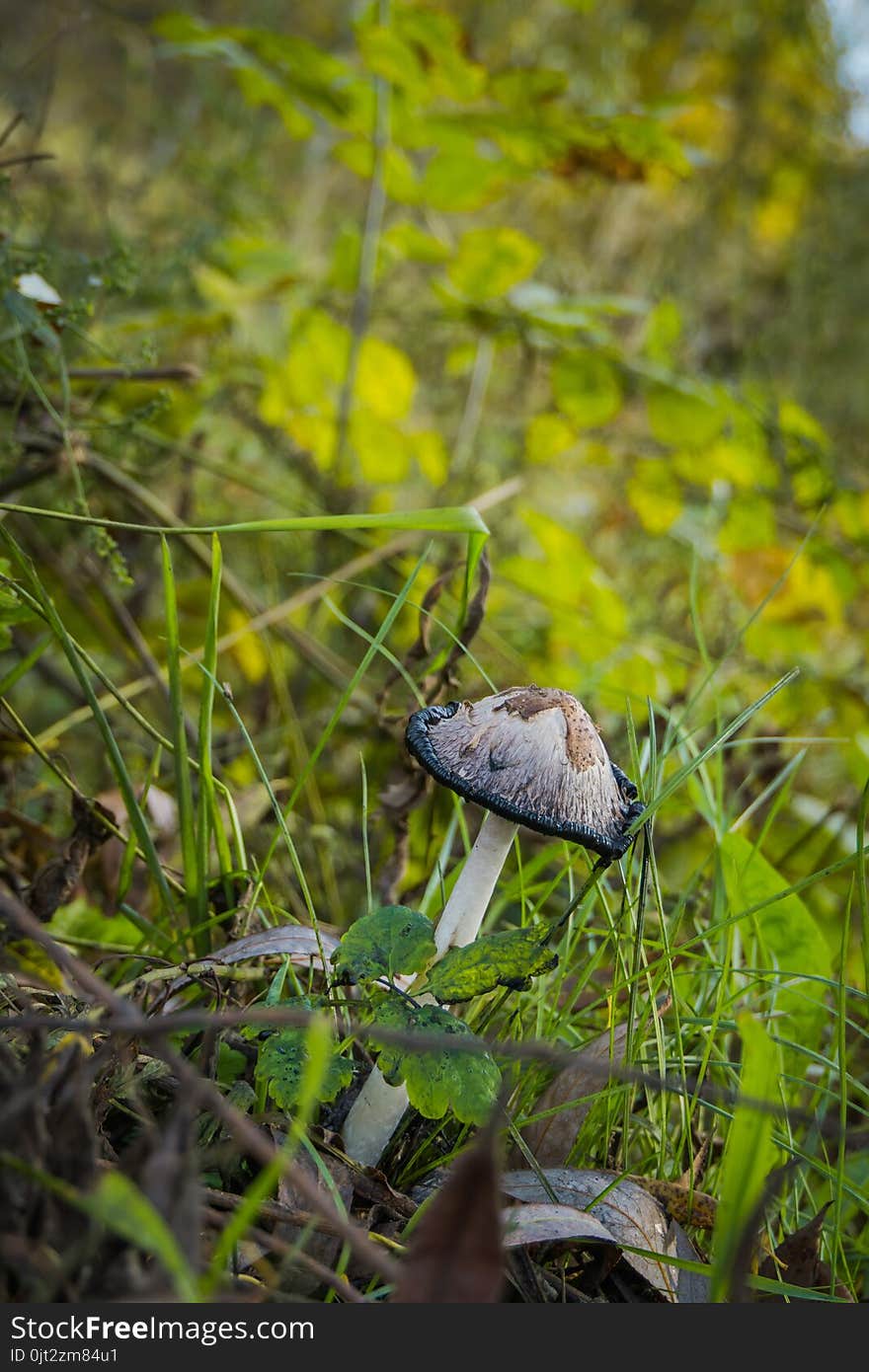 Black and white, Inky cap mushrooms near the city road. Black and white, Inky cap mushrooms near the city road.