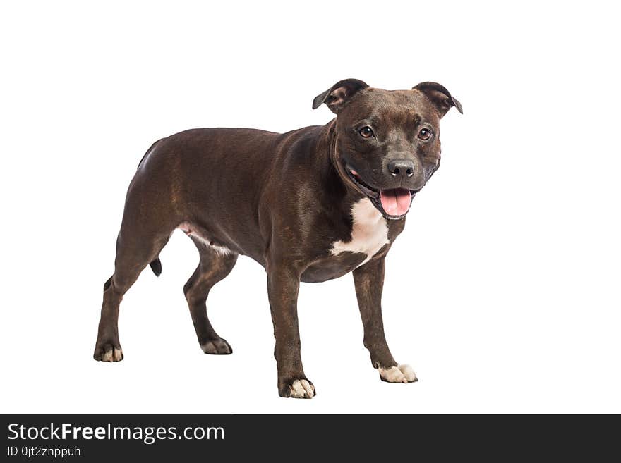 Cute pitbull dog with opened mouth lying isolated on white background