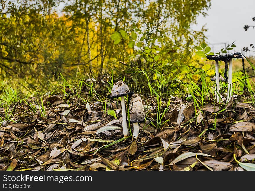 Black and white, Inky cap mushrooms near the city road. Black and white, Inky cap mushrooms near the city road.