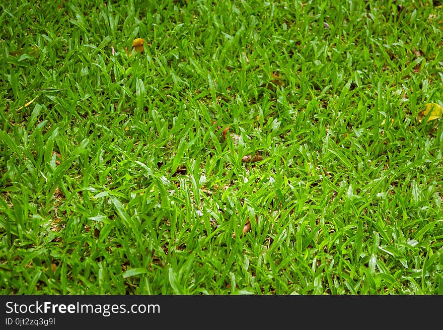 Close up fresh green grass in nature garden