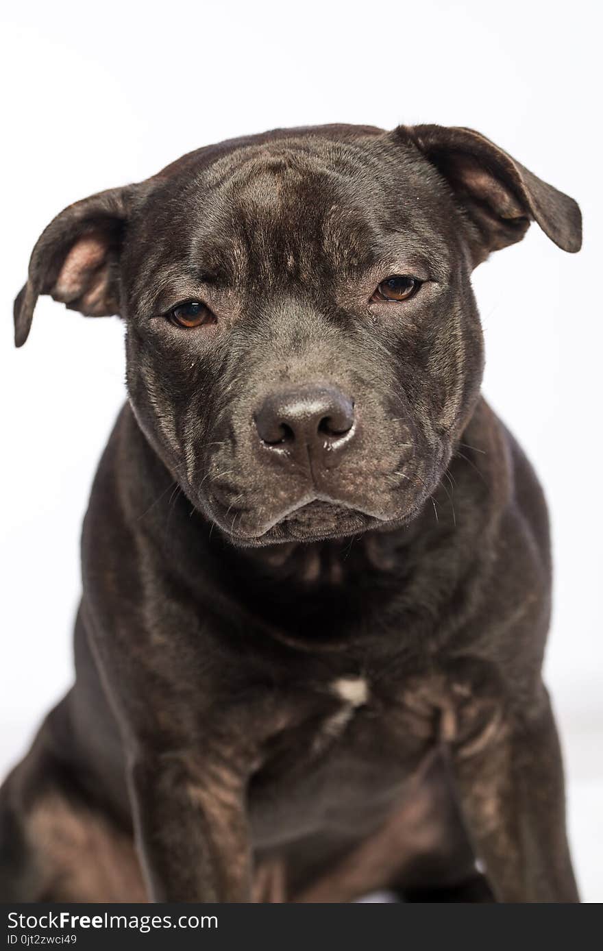 Cute pitbull dog with opened mouth lying isolated on white background