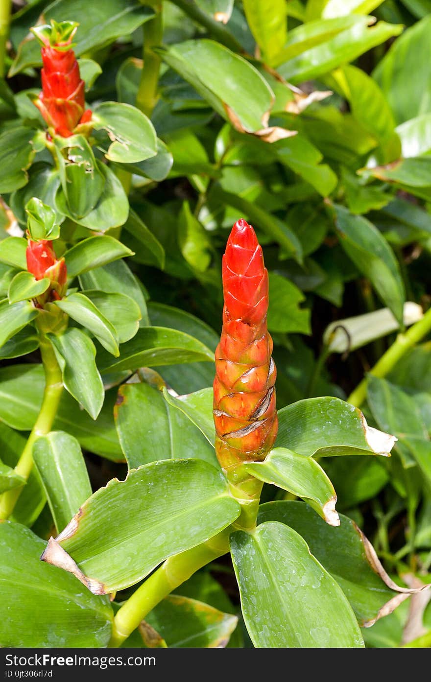 Close up red zingiber zerumbet flower in nature garden