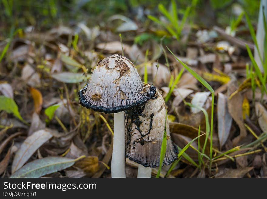 Inky cap at the road