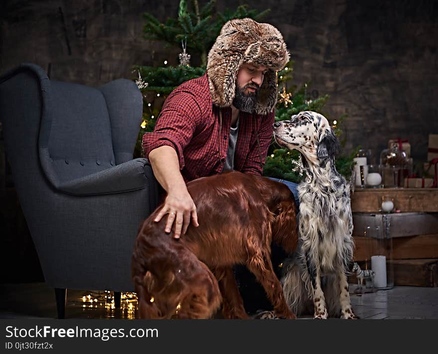 Bearded middle age male dressed in a plaid shirt and fur hat and two Irish setter dogs with fir tree and Christmas decoration on background. Bearded middle age male dressed in a plaid shirt and fur hat and two Irish setter dogs with fir tree and Christmas decoration on background.