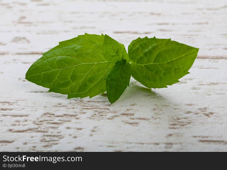 Fresh ripe Mint leaves on the wood background