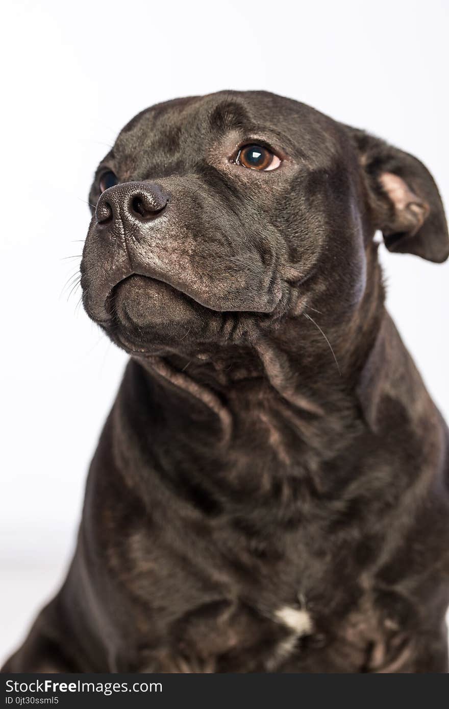 Cute Pitbull Dog