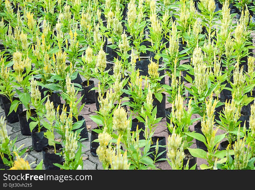 Yellow celosia argentea flower