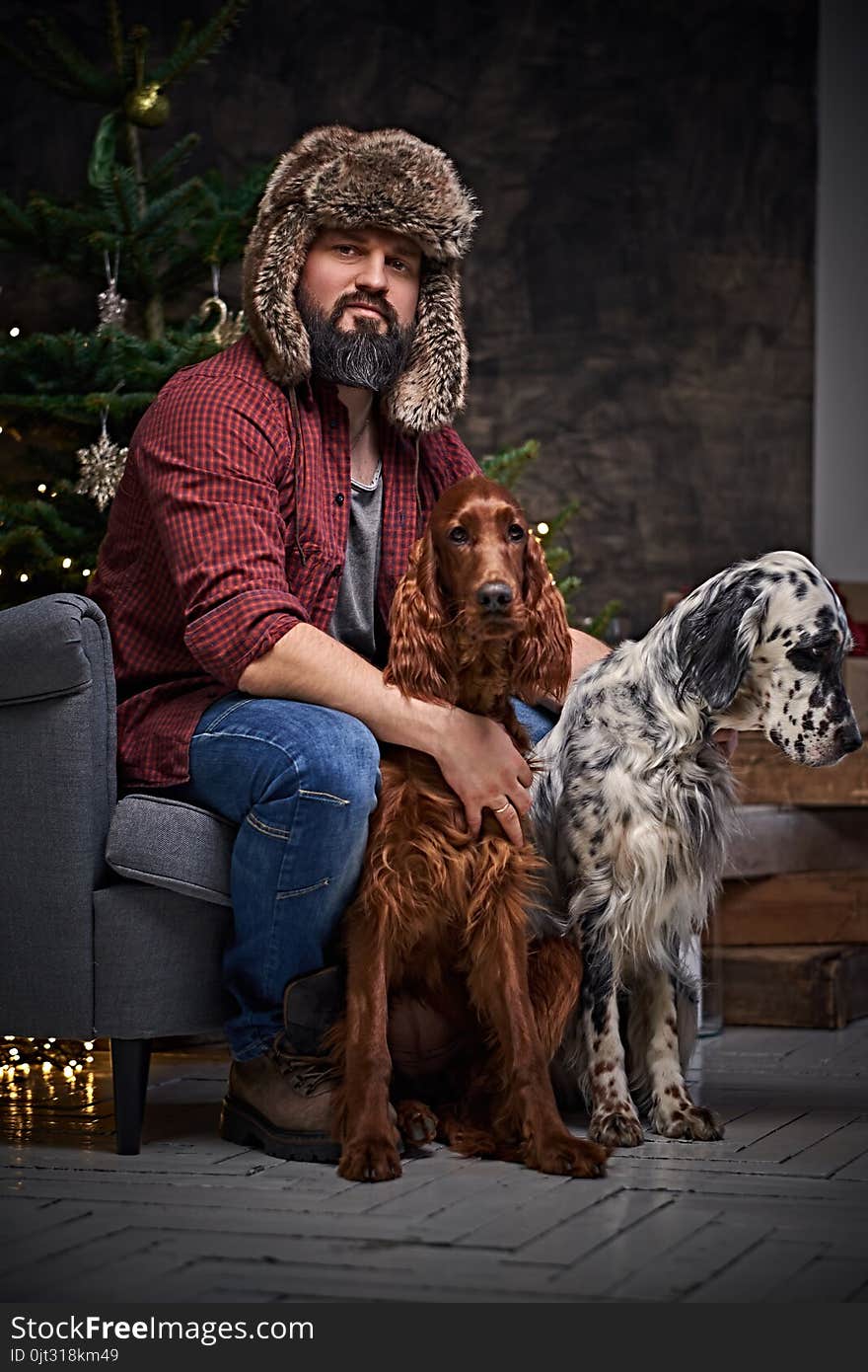 Bearded middle age male dressed in a plaid shirt and fur hat and two Irish setter dogs with fir tree and Christmas decoration on background. Bearded middle age male dressed in a plaid shirt and fur hat and two Irish setter dogs with fir tree and Christmas decoration on background.