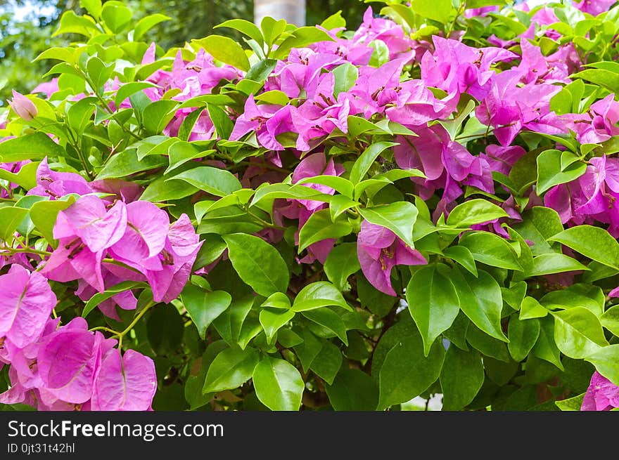 Pink bougainvillea flower in nature garden